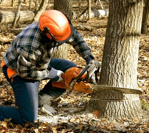 Tree Removal in Shafer, MN